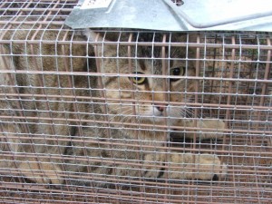 Cat in cage trap