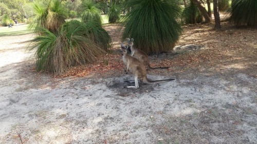Kangaroos at the golf course prior to relocation