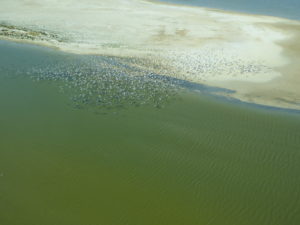 Pellicans on Lake Eyre