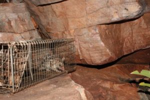 quoll in a cage